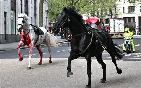 伦敦突发一幕！“皇家骑兵队马匹失控狂奔”